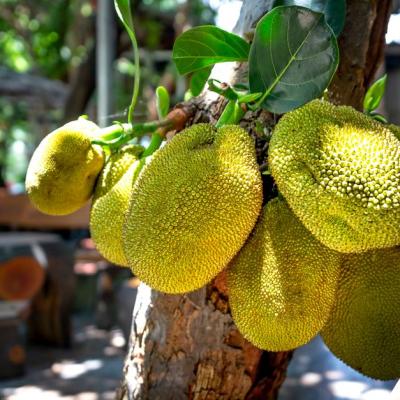 Mít ruột đỏ giá sỉ