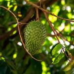 Mãng cầu sấy nhập khẩu New Zealand