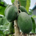 Đu đủ chín nhập khẩu Nhật Bản