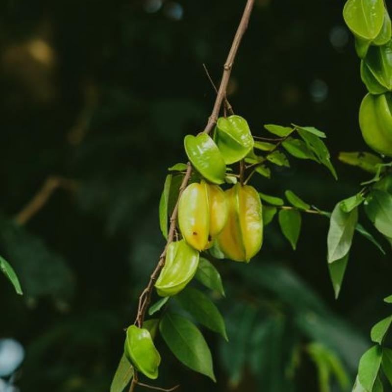 Vú sữa Lò Rèn size lớn
