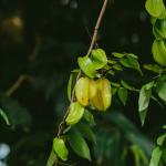 Vú sữa Lò Rèn chín cây