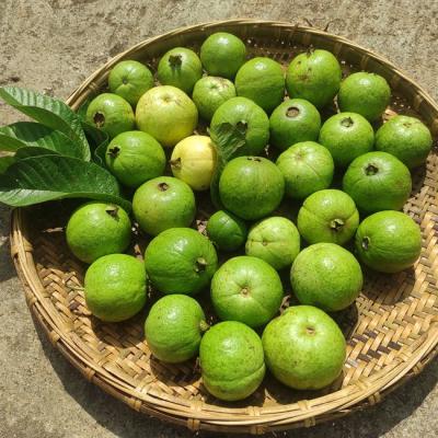 Ổi lê nhập khẩu Úc
