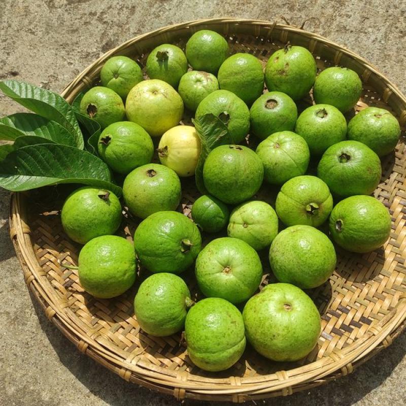 Ổi lê giá sỉ