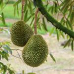 Sầu riêng Musang King nhập khẩu New Zealand