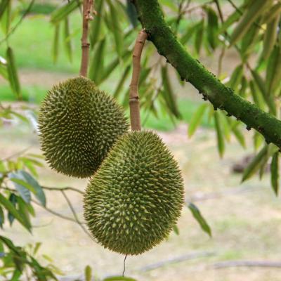 Sầu riêng Musang King nhập khẩu Thái Lan
