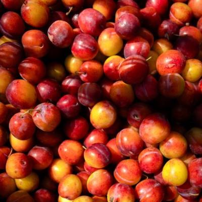 Mận hậu Sapa size lớn