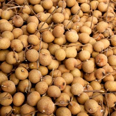 Nhãn lồng nhập khẩu Nam Phi