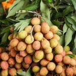 Vải thiều nhập khẩu Thái Lan