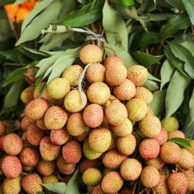 Vải thiều nhập khẩu Úc