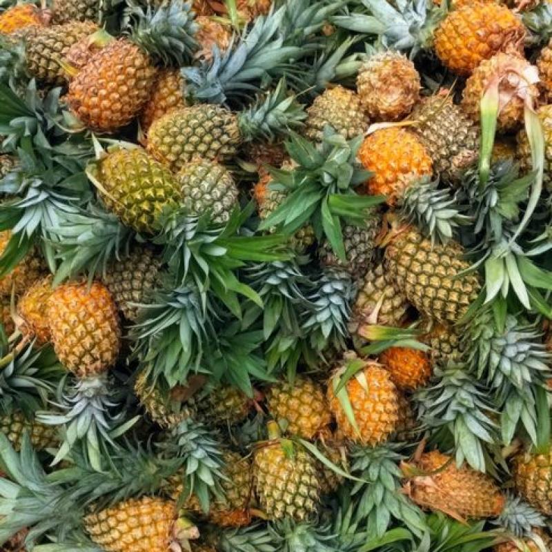Dứa mật giá sỉ
