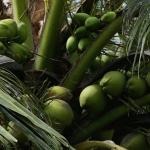 Dừa xiêm nhập khẩu Nhật Bản