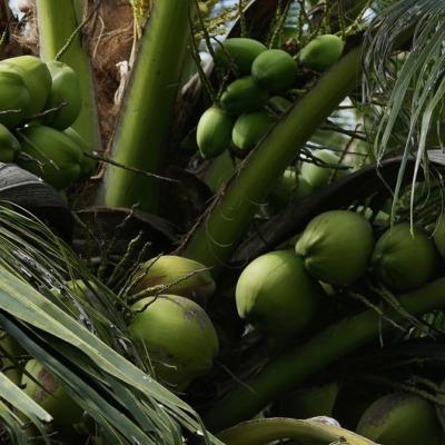 Dừa xiêm hữu cơ