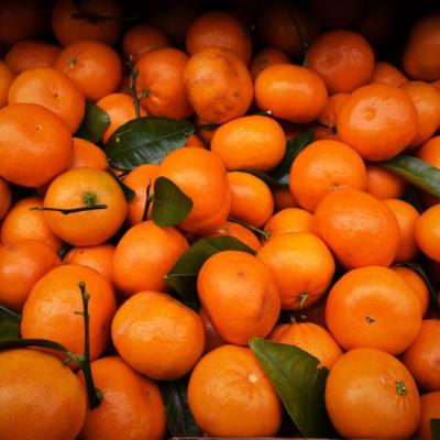 Quýt hồng nhập khẩu Nam Phi